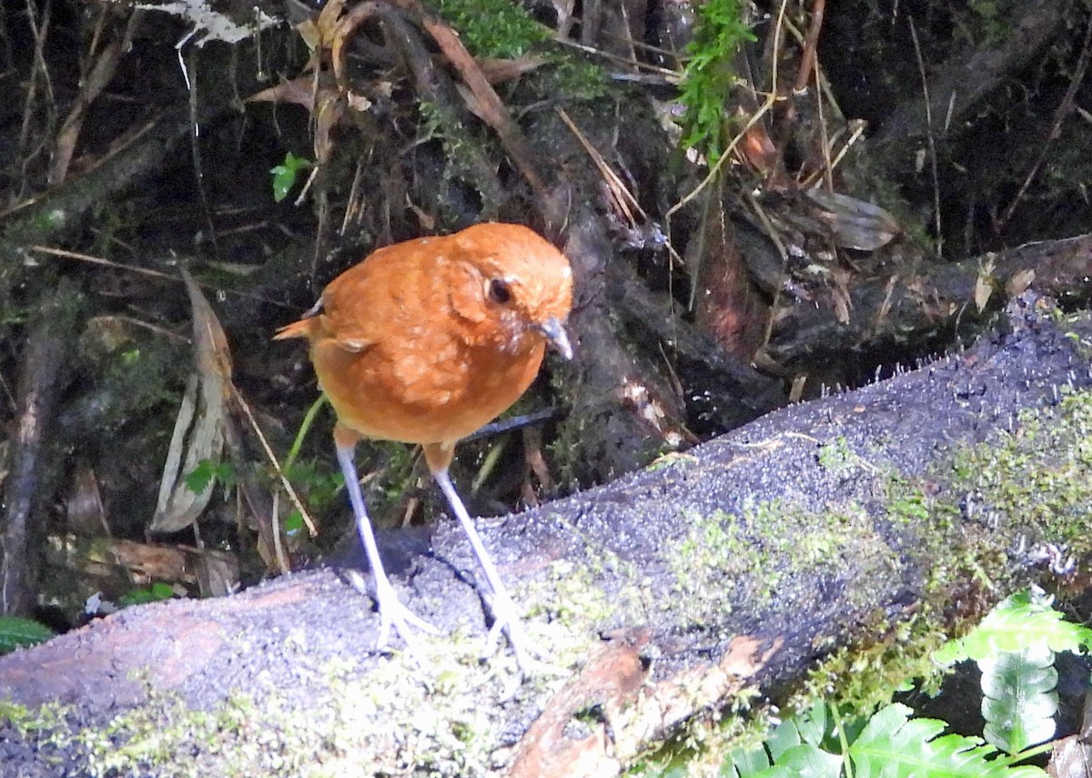 Chami Antpitta - ML633813938