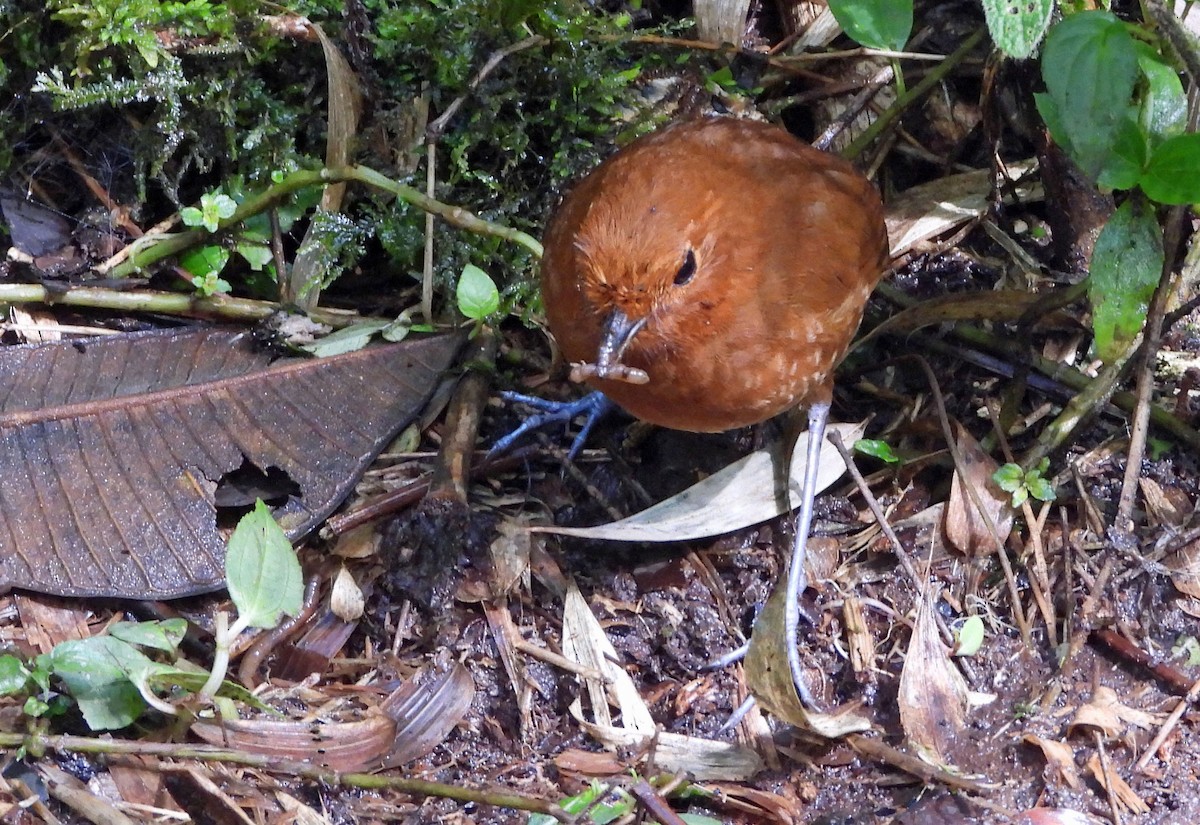 Chami Antpitta - ML633813939