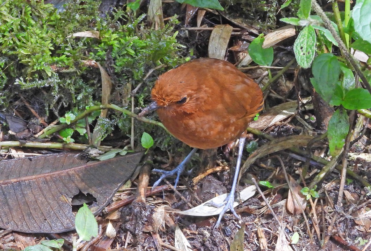 Chami Antpitta - ML633813940