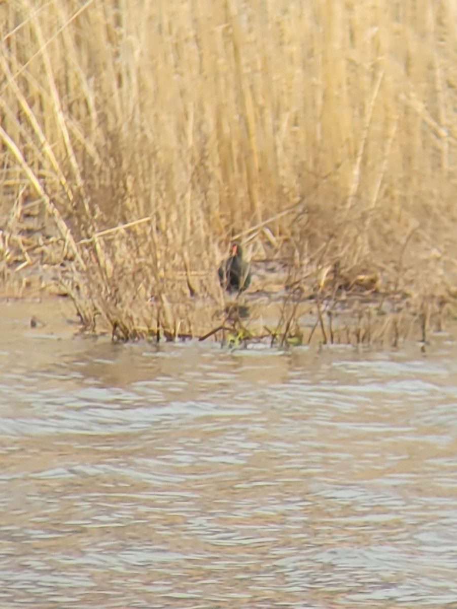 Common Gallinule - ML633813946