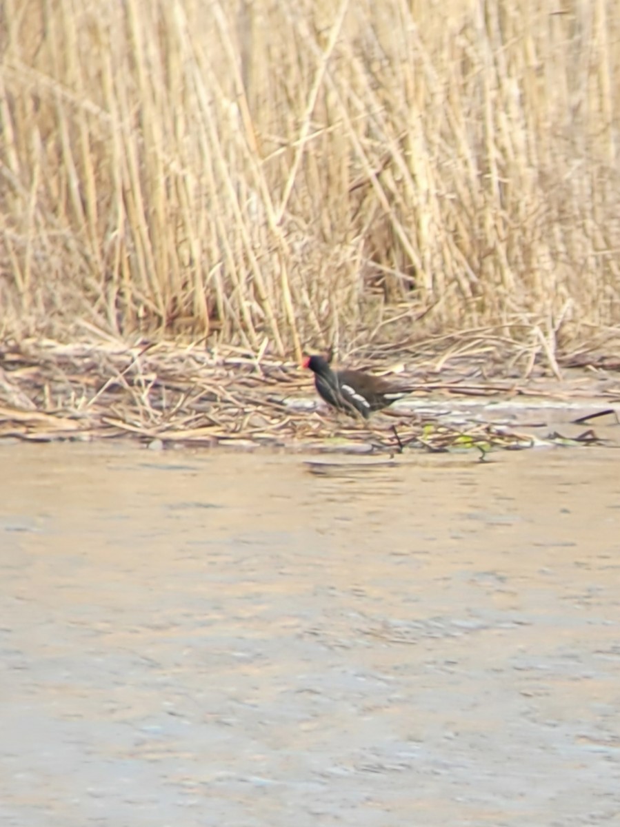 Common Gallinule - ML633813947