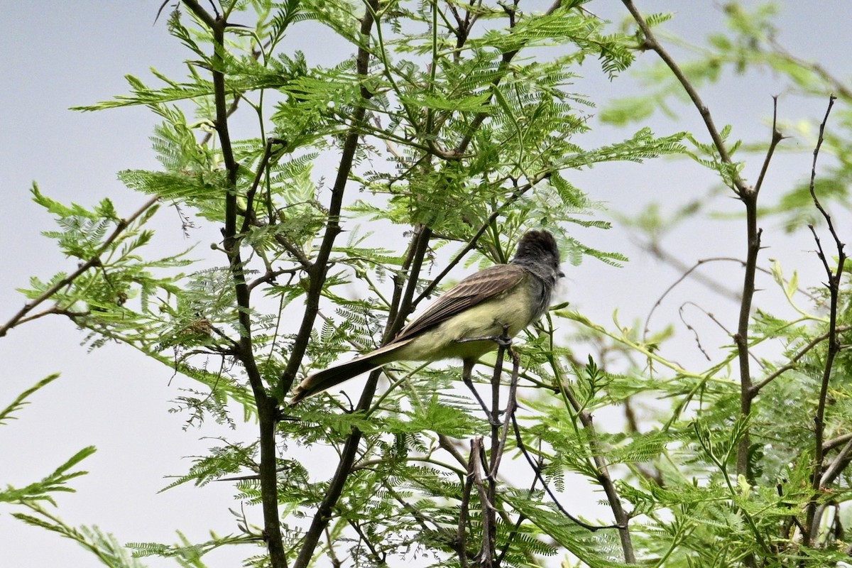 Sooty-crowned Flycatcher - ML633814021