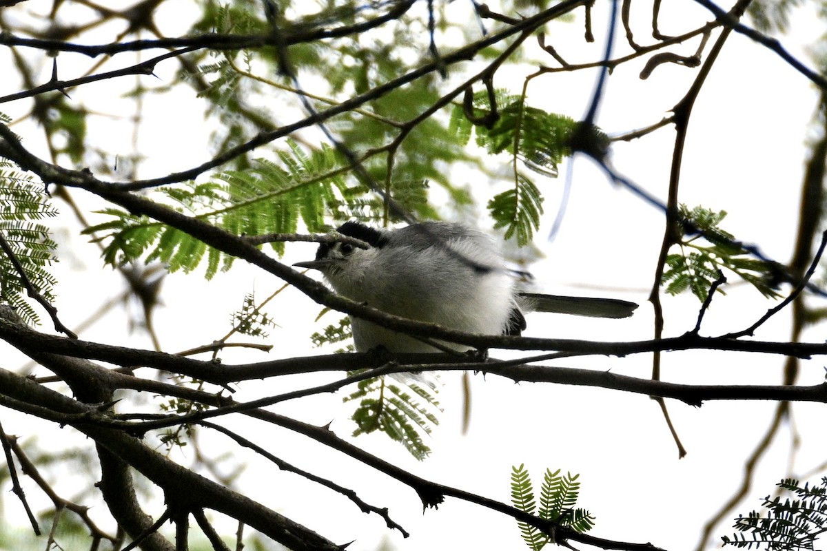 White-browed Gnatcatcher - ML633814073