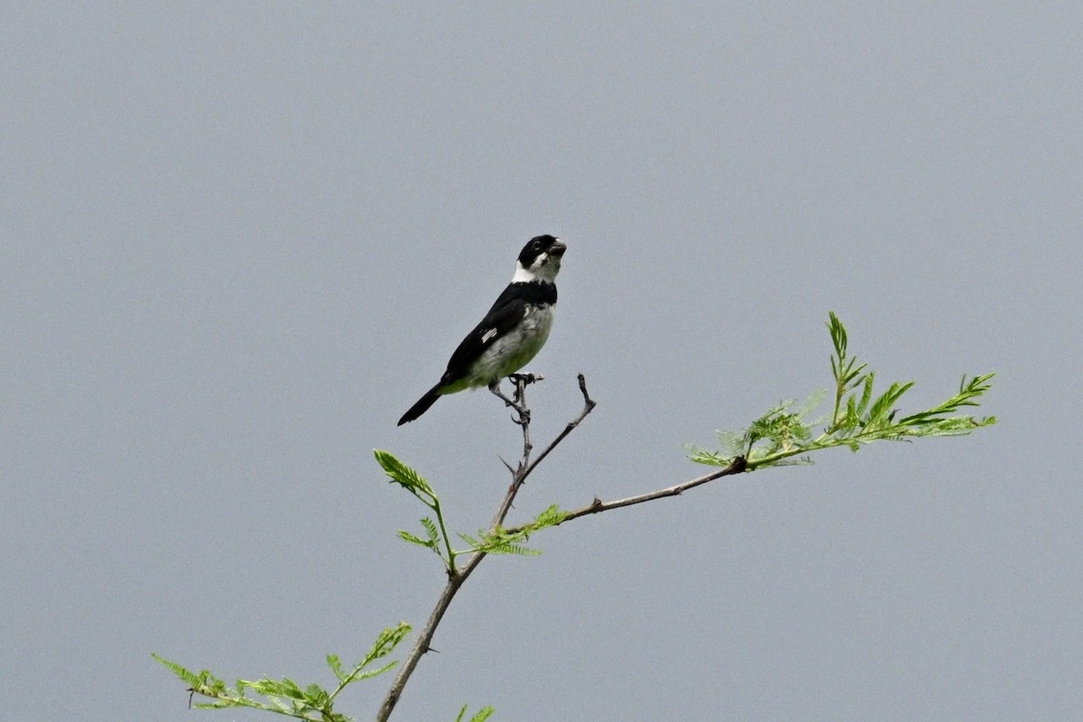 Variable Seedeater - ML633814100