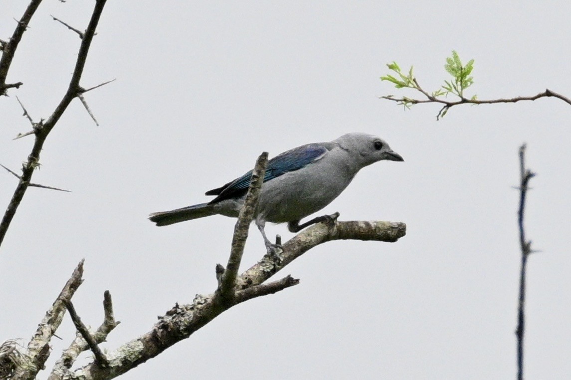 Blue-gray Tanager - ML633814125