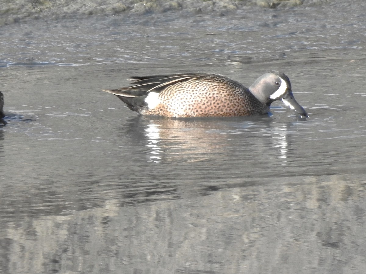 Blue-winged Teal - ML633814265