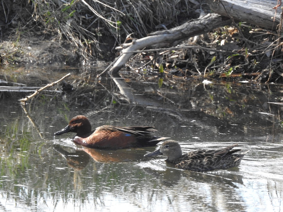 Cinnamon Teal - ML633814278