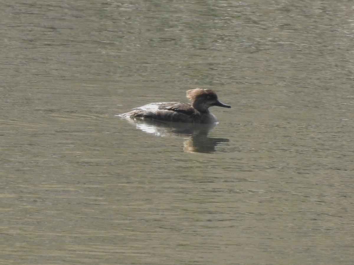 Hooded Merganser - ML633814293