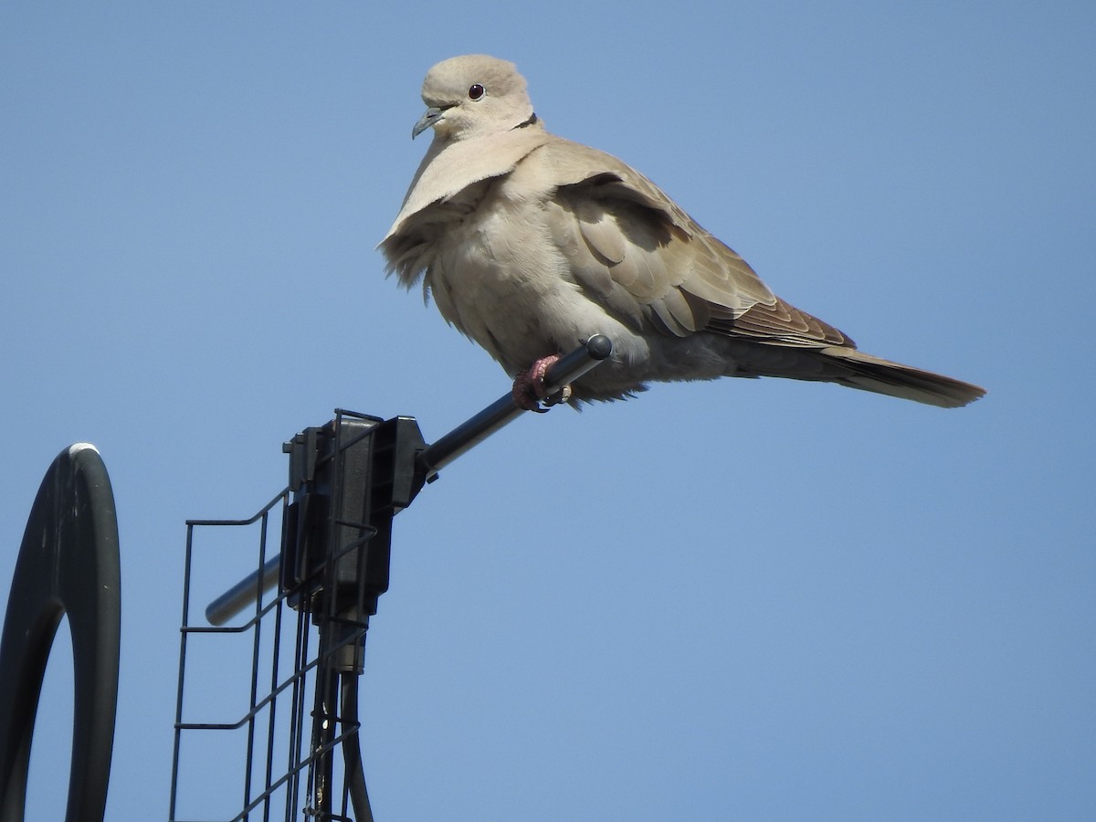 Eurasian Collared-Dove - ML633814310