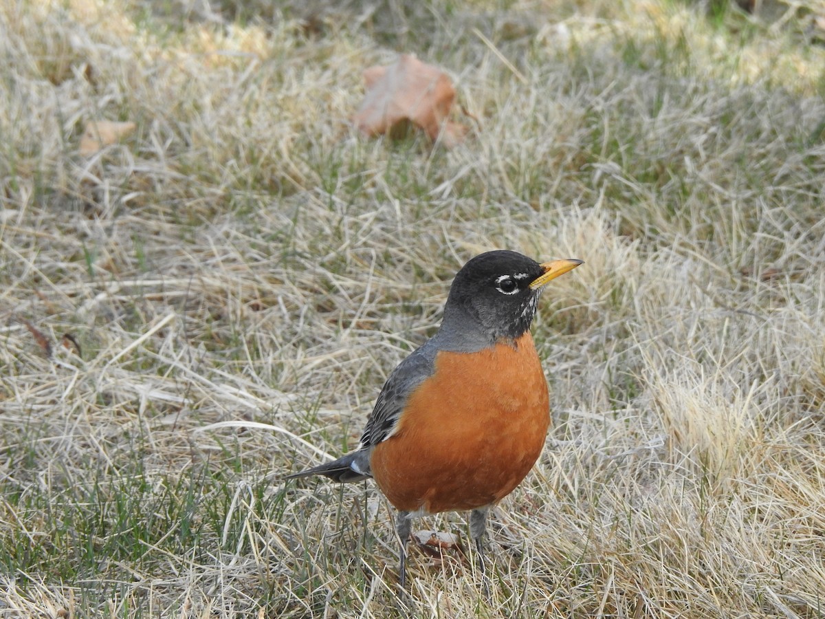 American Robin - ML633814342