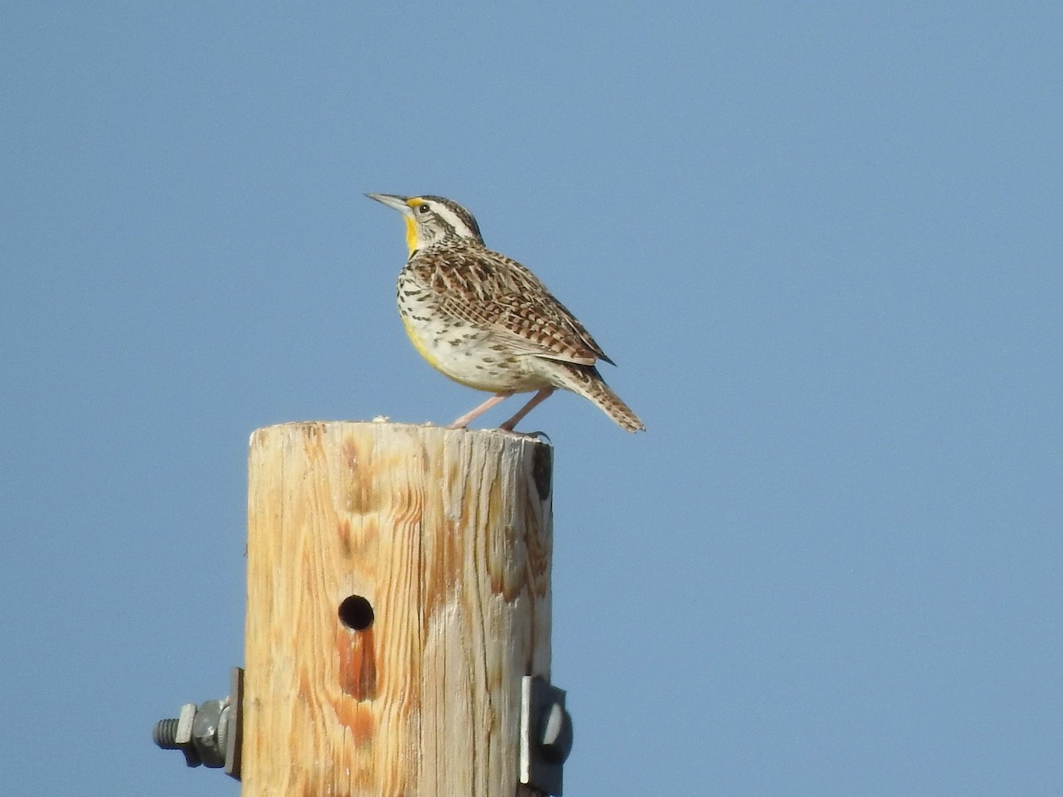 Western Meadowlark - ML633814360
