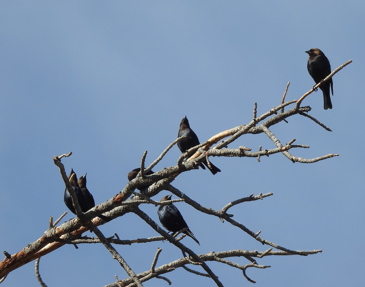 Brown-headed Cowbird - ML633814371