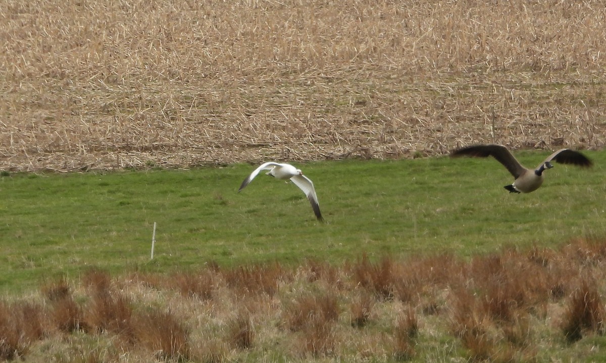 Snow x Ross's Goose (hybrid) - ML633814406