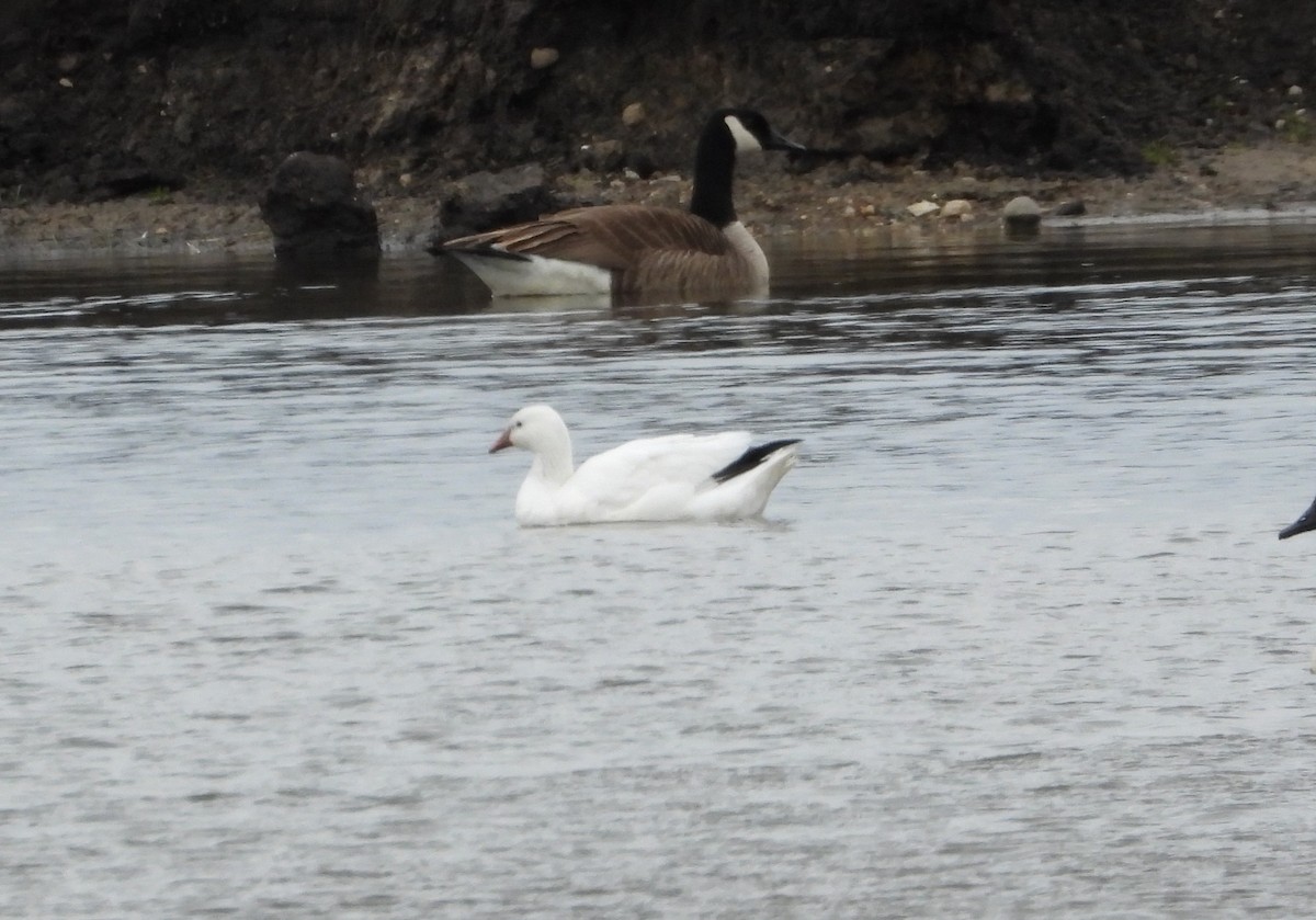 Snow x Ross's Goose (hybrid) - ML633814408