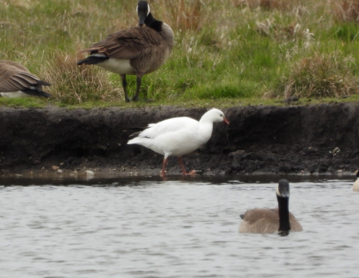 Snow x Ross's Goose (hybrid) - ML633814415