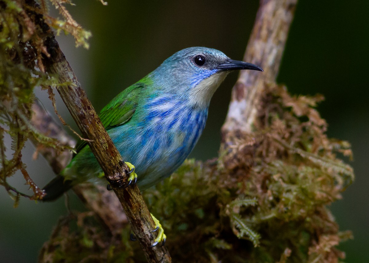 Shining Honeycreeper - ML633814538