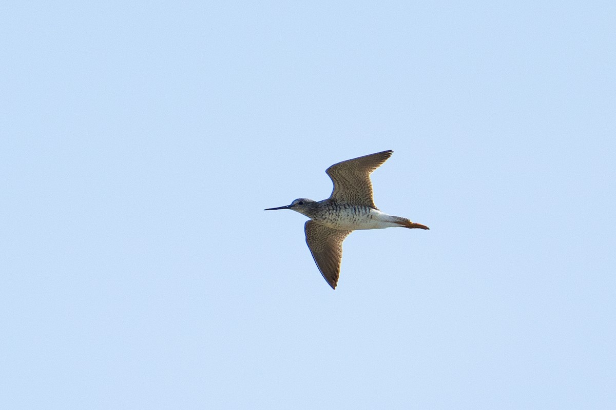 Greater Yellowlegs - ML633814649