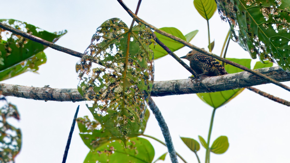 Buff-rumped Woodpecker - ML633814755