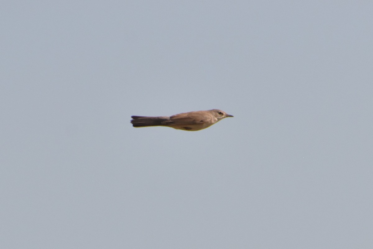 pěnice dlouhozobá - ML633814852
