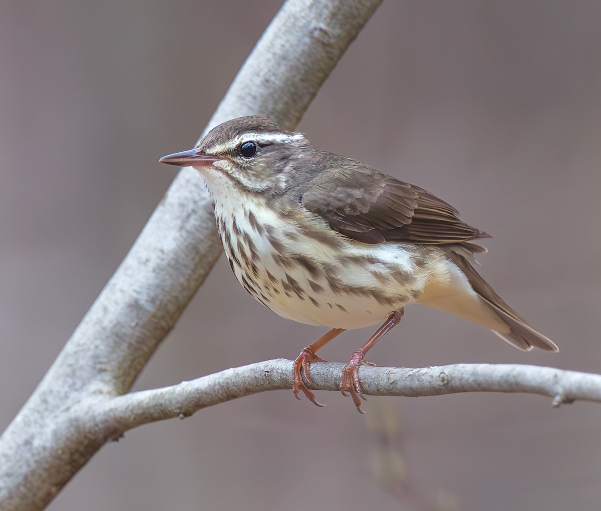 Louisiana Waterthrush - ML633814897