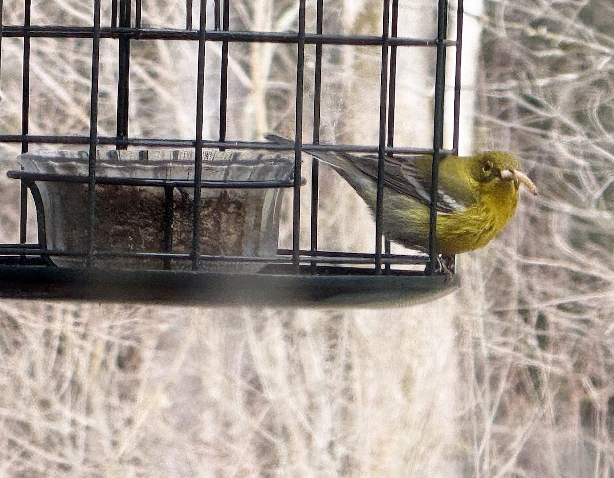 Pine Warbler - ML633814942