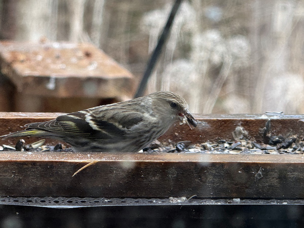 Pine Siskin - ML633814944