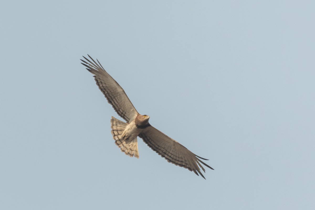 Beaudouin's Snake-Eagle - ML633814954