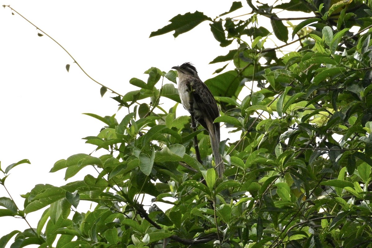 Striped Cuckoo - ML633815007
