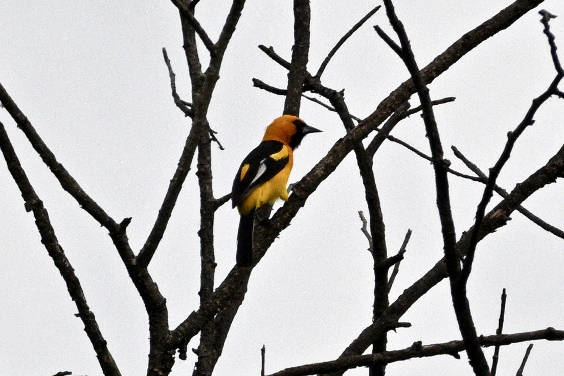 White-edged Oriole - ML633815035
