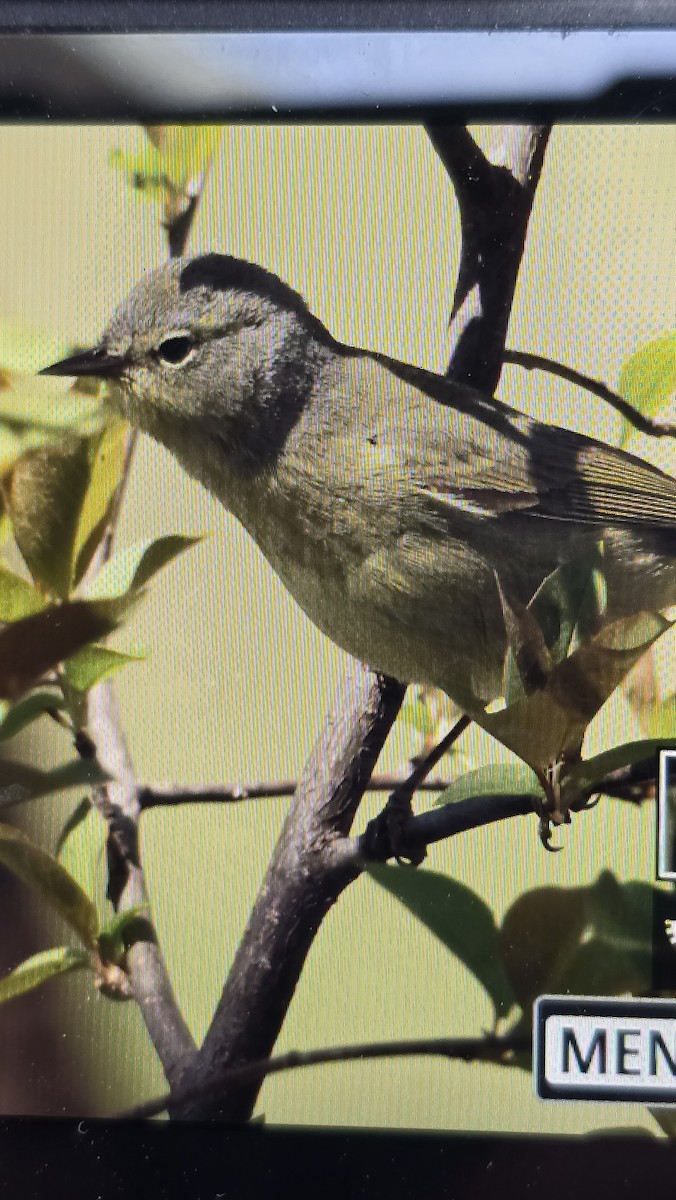 lesňáček hvězdičkový - ML633815039