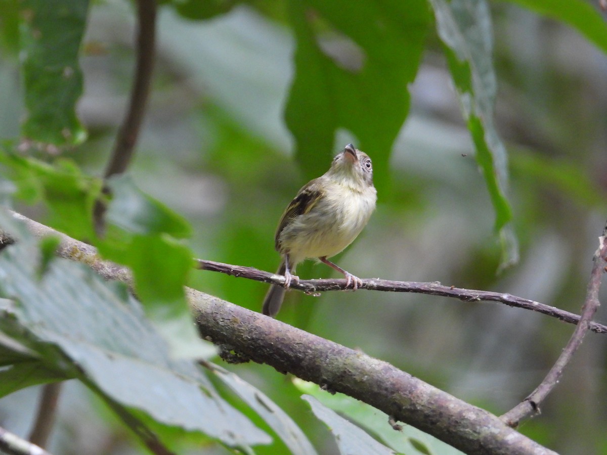 Southern Bentbill - ML633815041