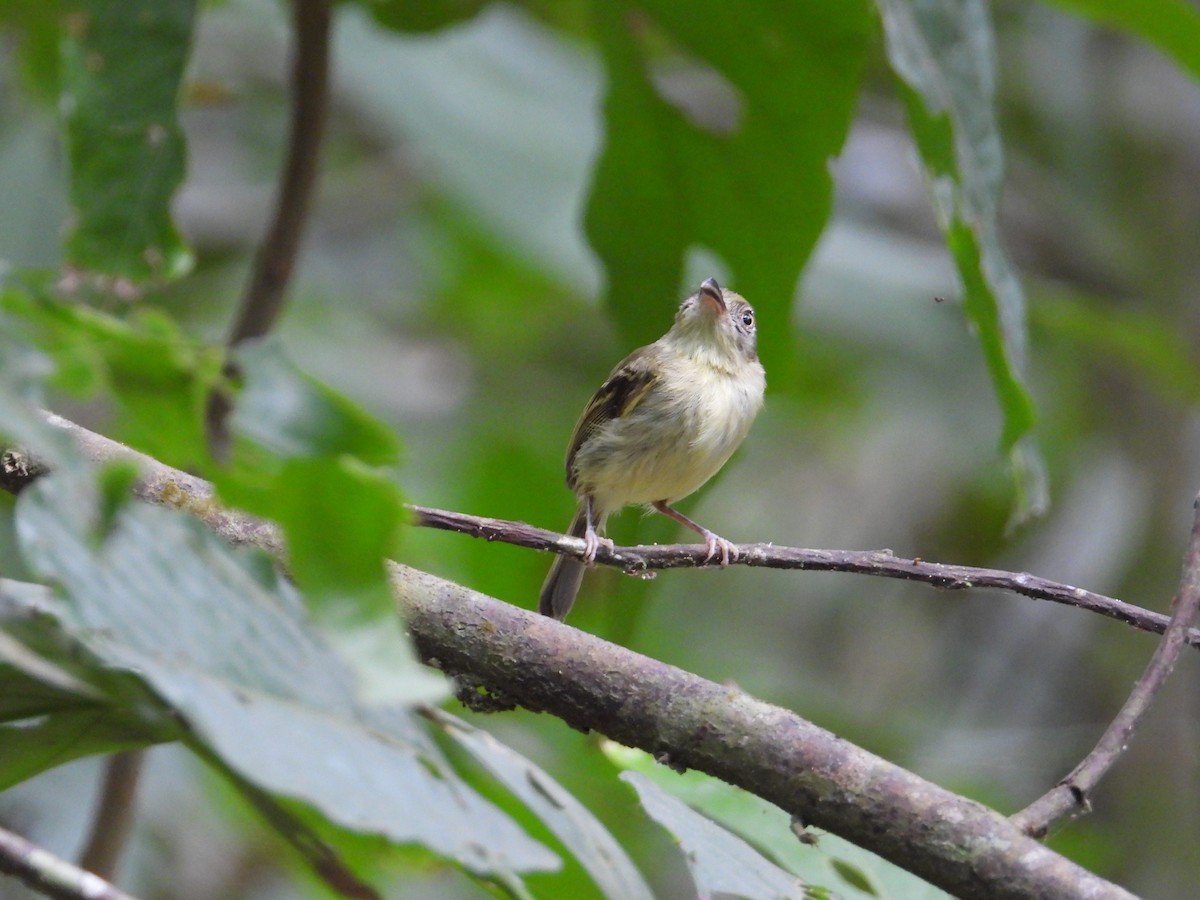 Southern Bentbill - ML633815042
