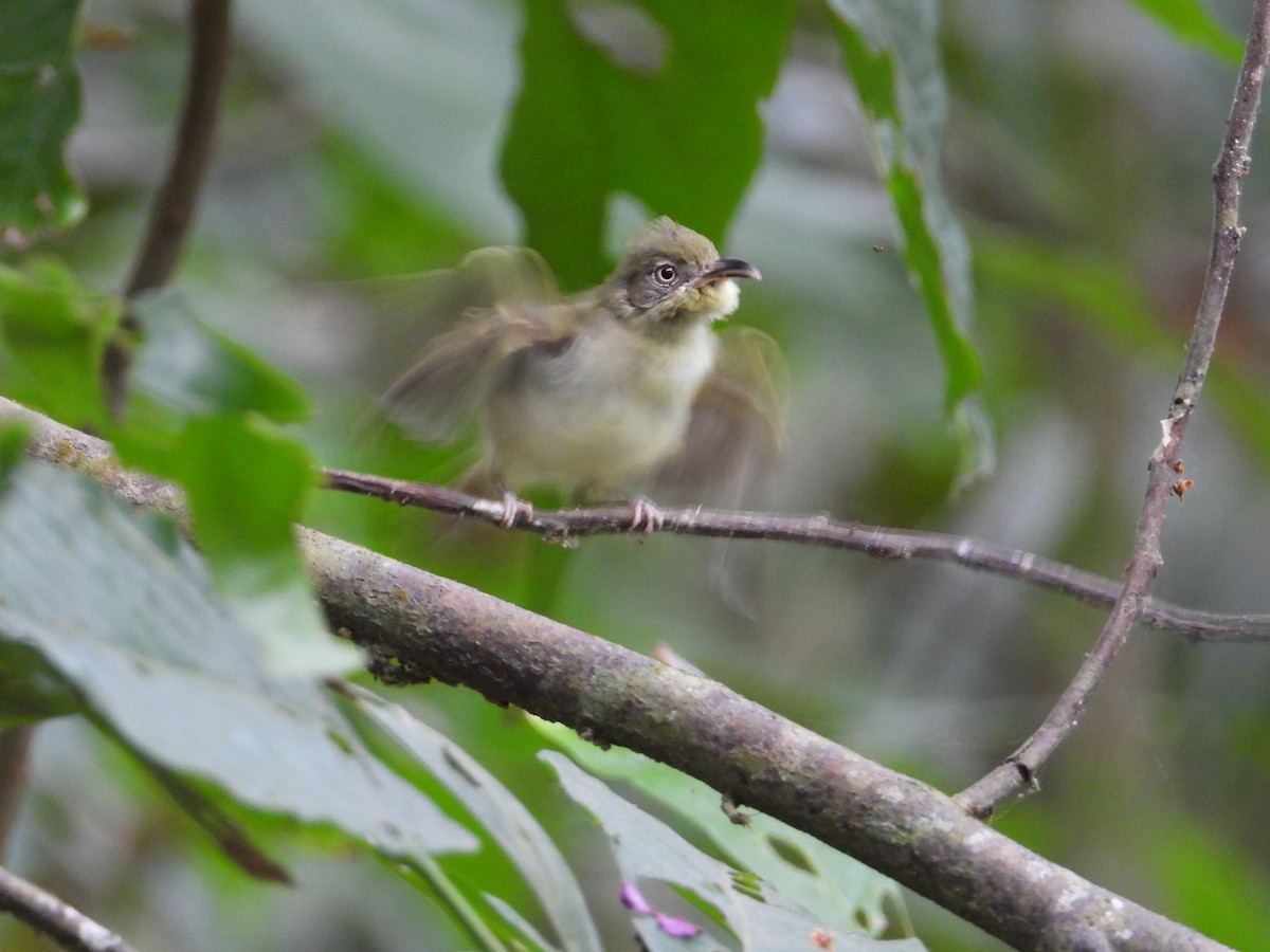 Southern Bentbill - ML633815043