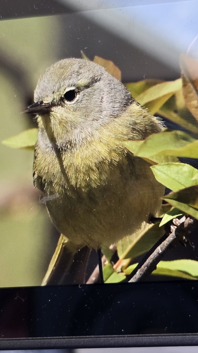 lesňáček hvězdičkový - ML633815052