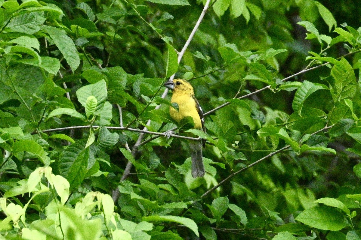 Golden Grosbeak - ML633815054