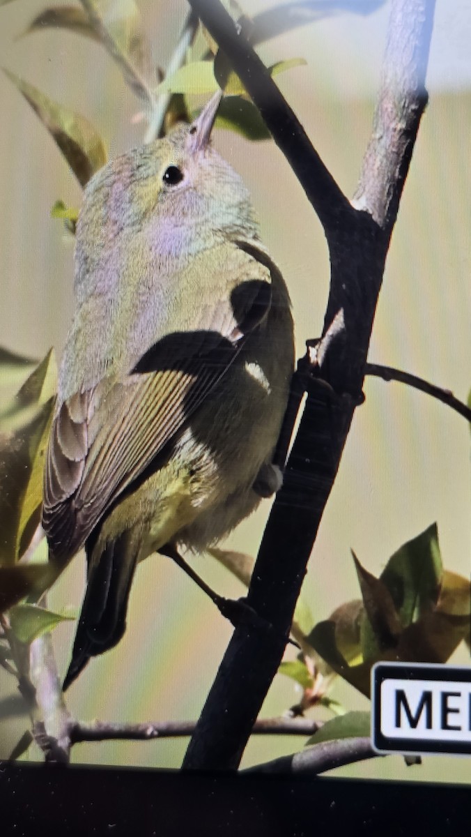 lesňáček hvězdičkový - ML633815058