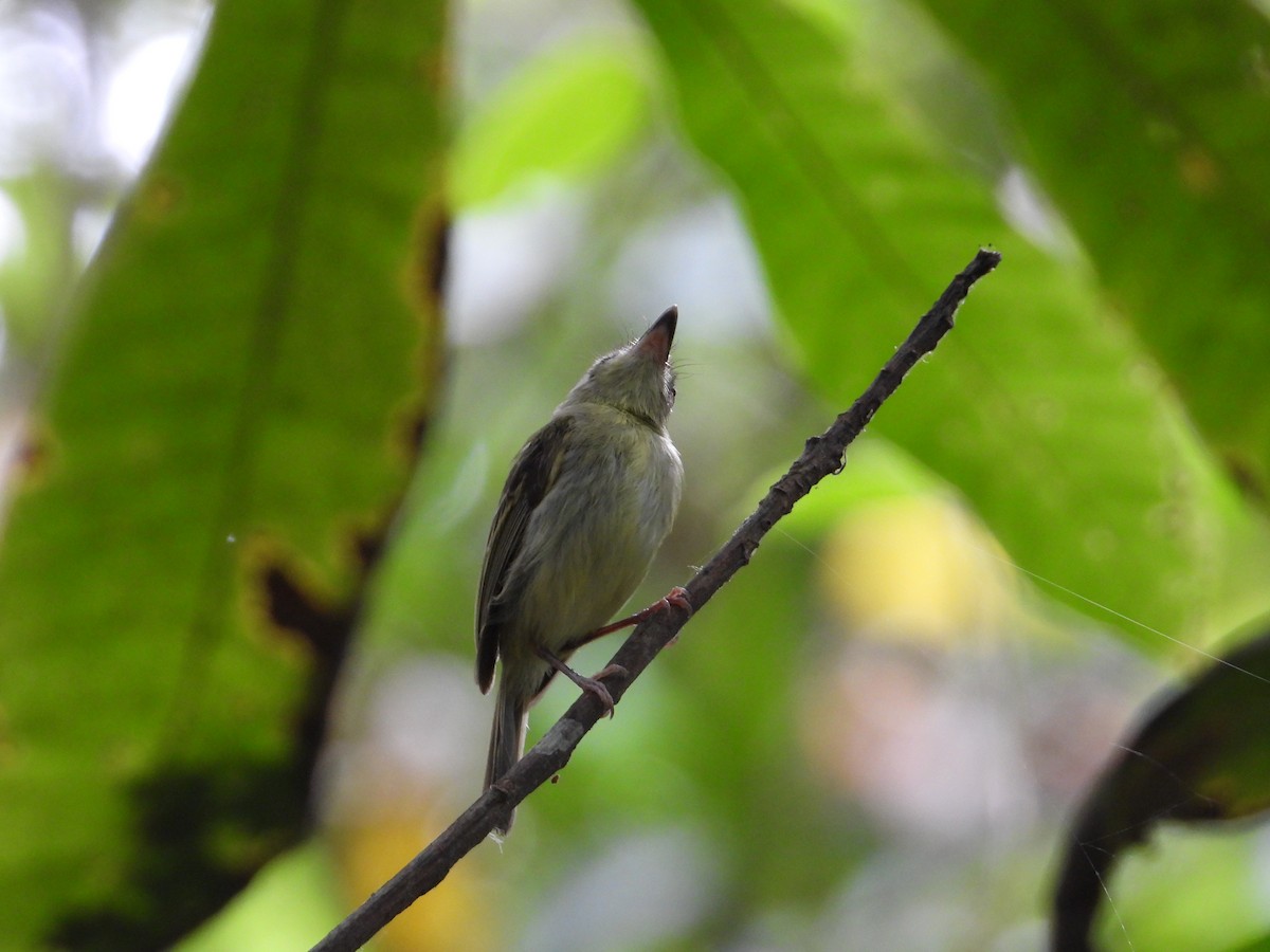 Southern Bentbill - ML633815105