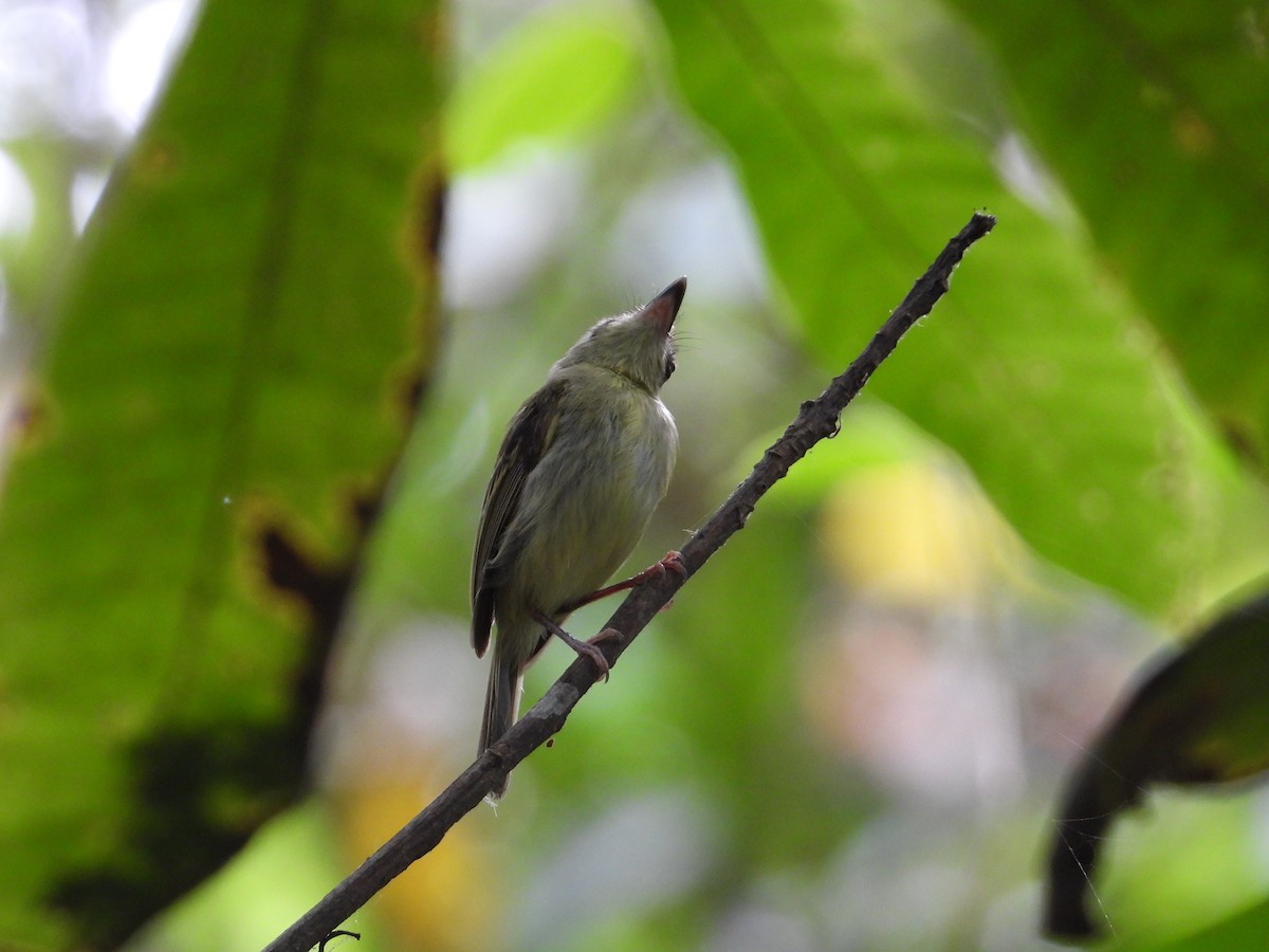 Southern Bentbill - ML633815106