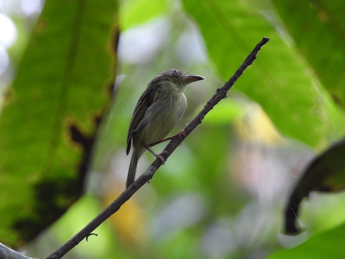 Southern Bentbill - ML633815107