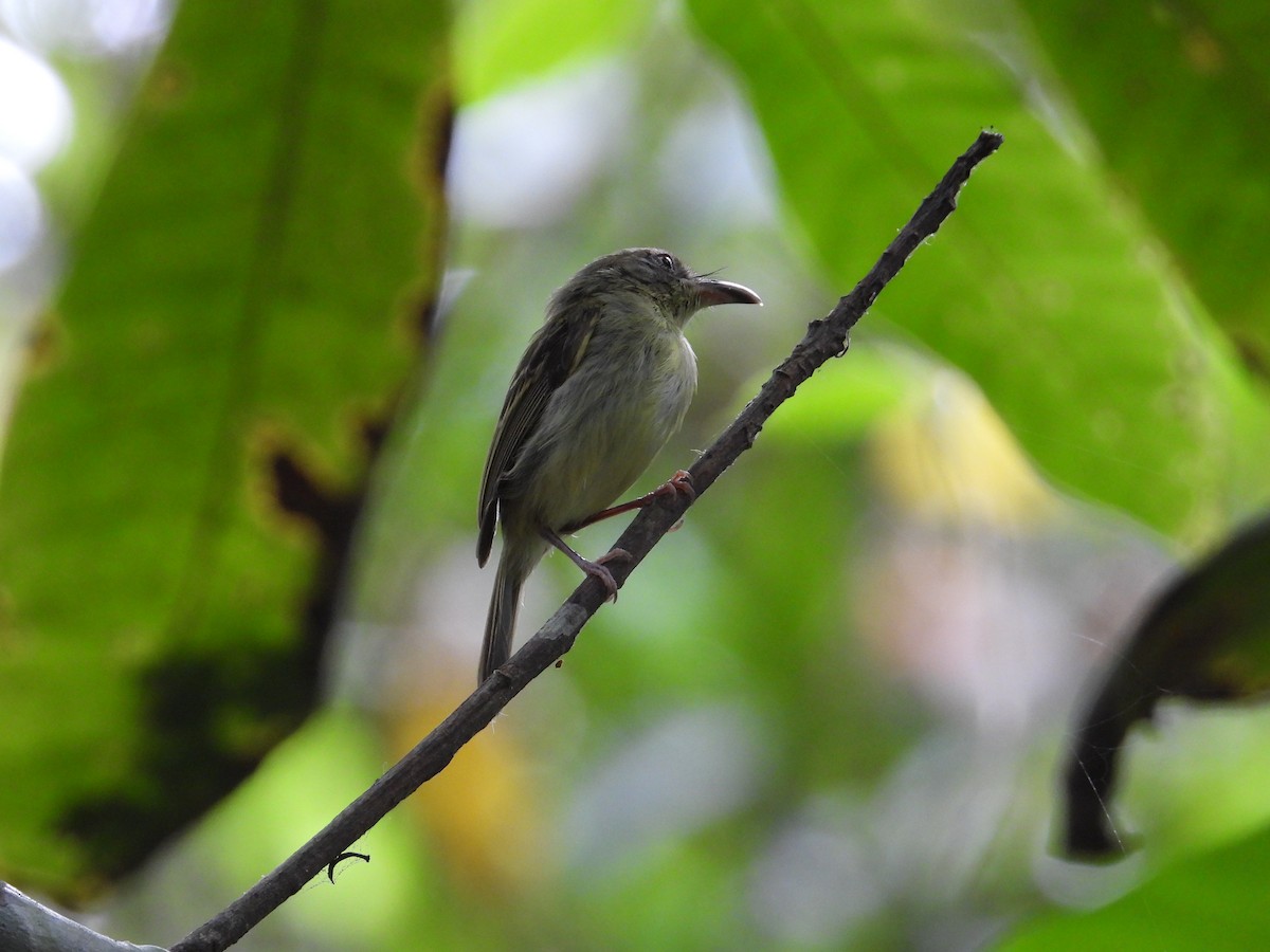 Southern Bentbill - ML633815108