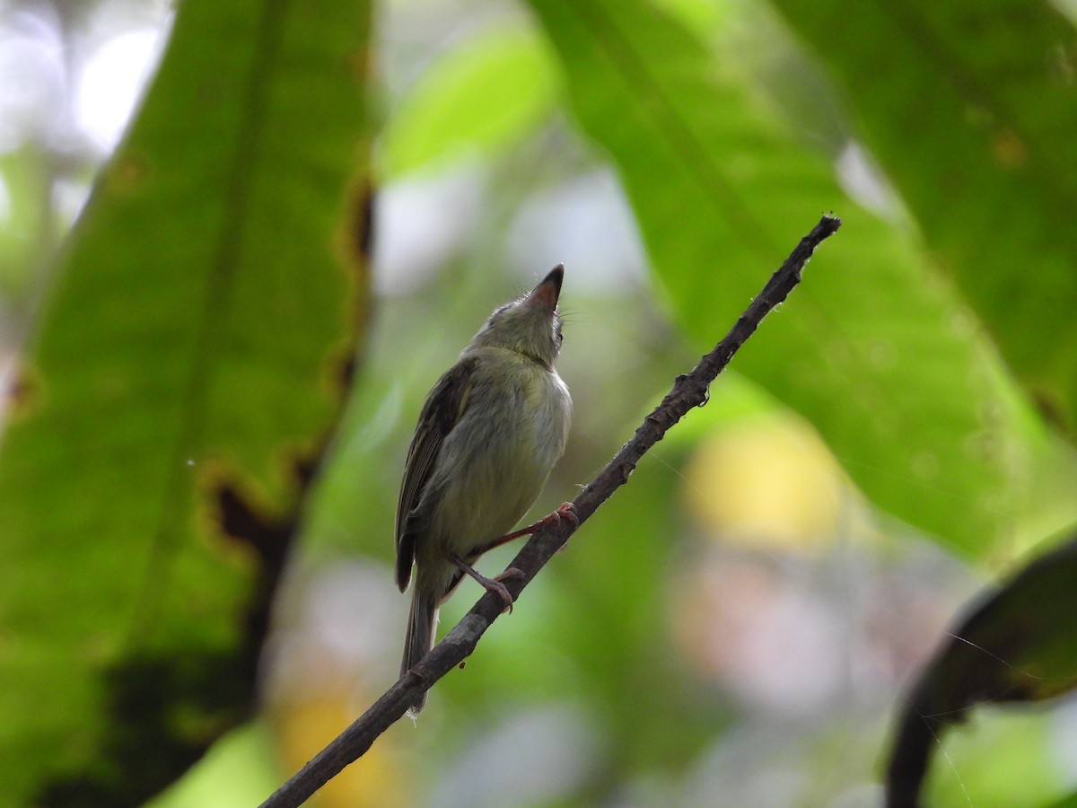 Southern Bentbill - ML633815109