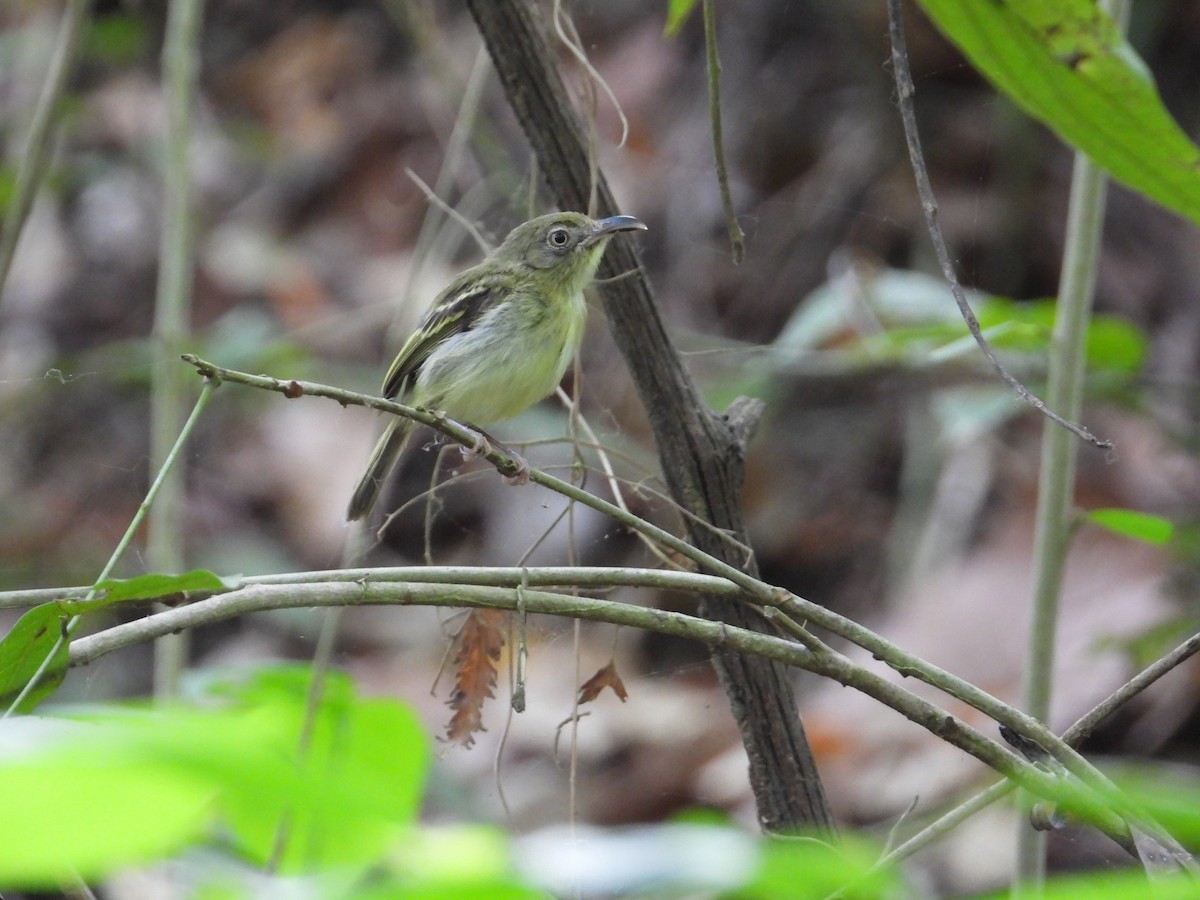 Southern Bentbill - ML633815132