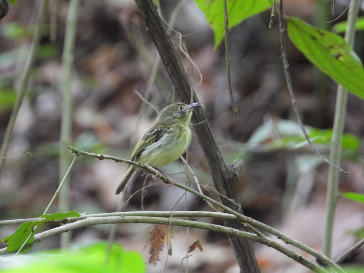 Southern Bentbill - ML633815134