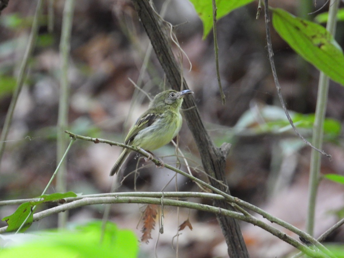 Southern Bentbill - ML633815135
