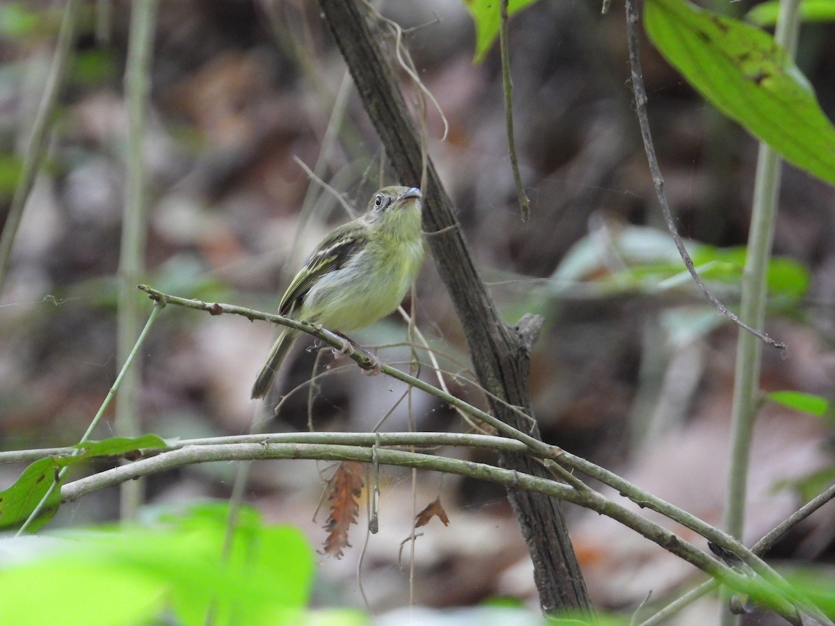 Southern Bentbill - ML633815136