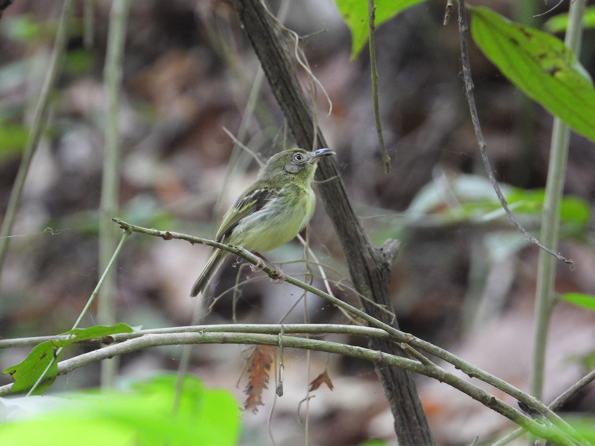 Southern Bentbill - ML633815137