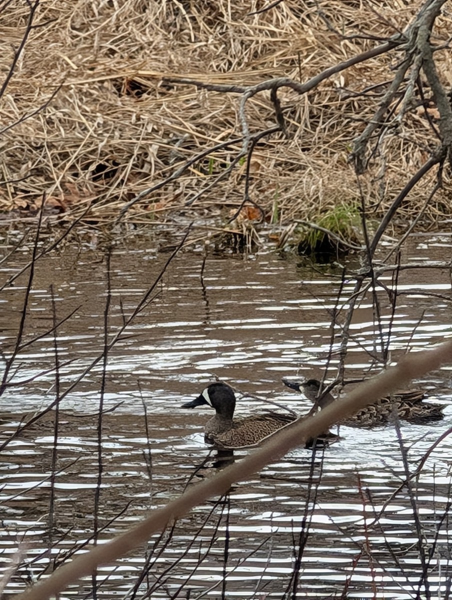 Blue-winged Teal - ML633815138
