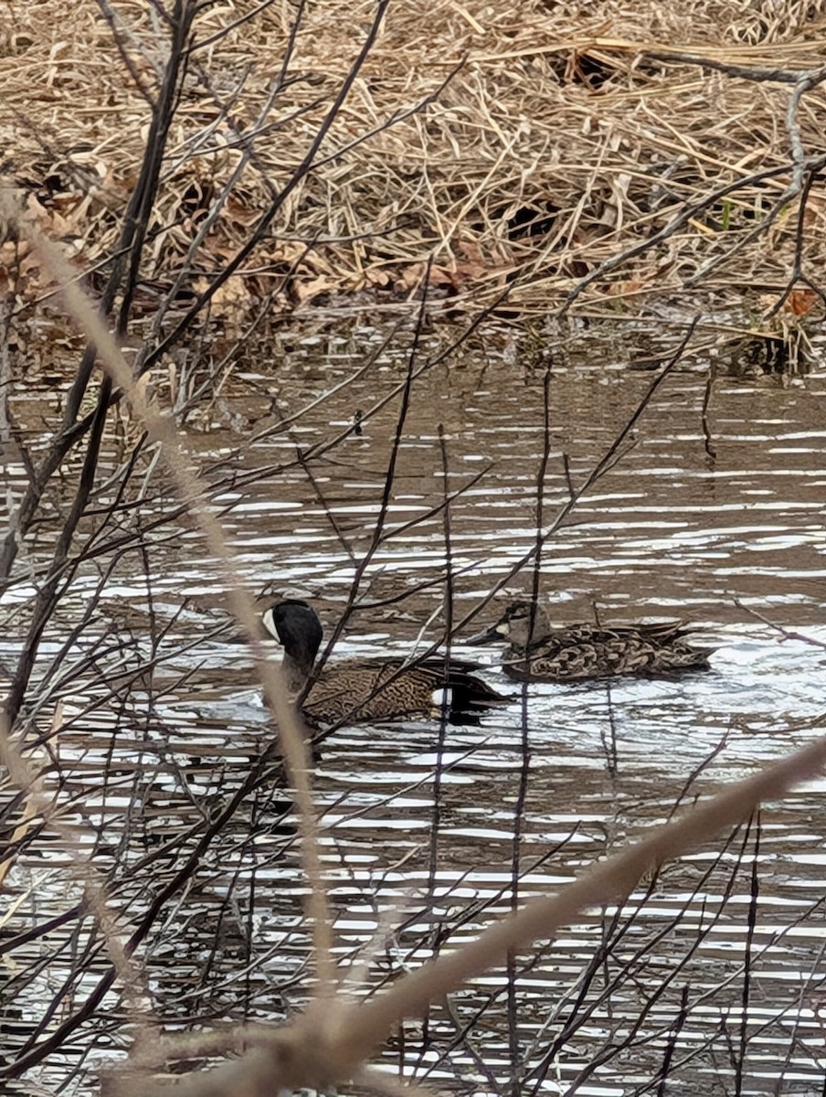 Blue-winged Teal - ML633815140
