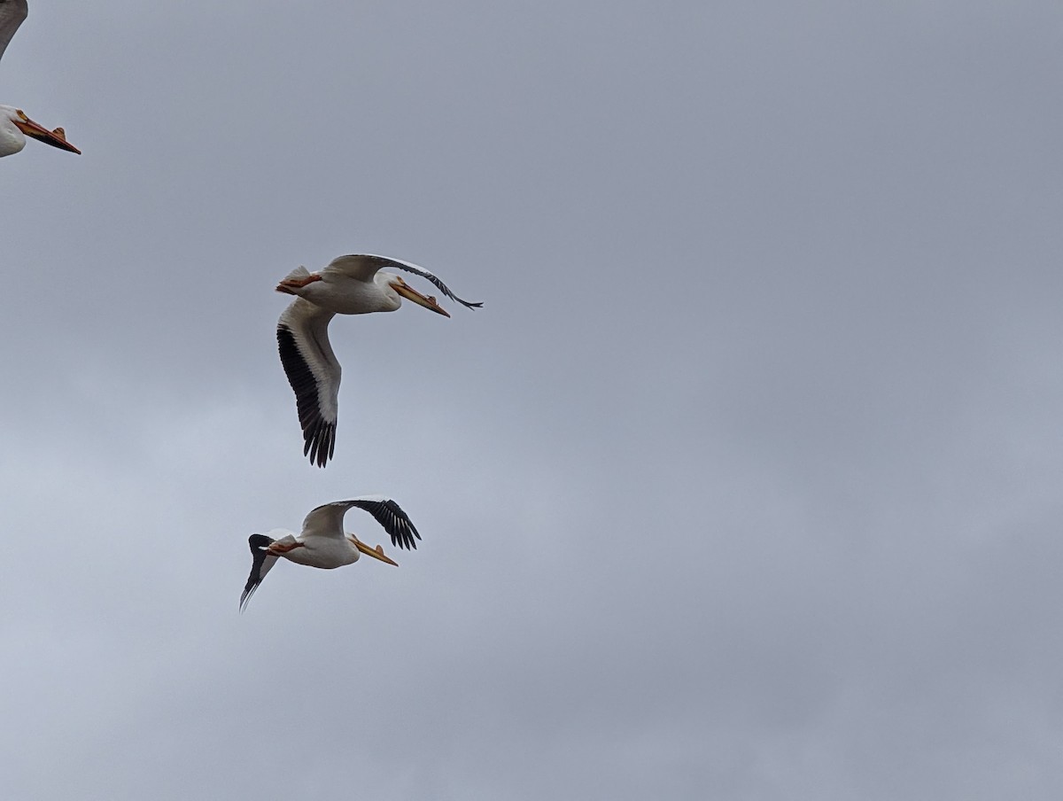 American White Pelican - ML633815177