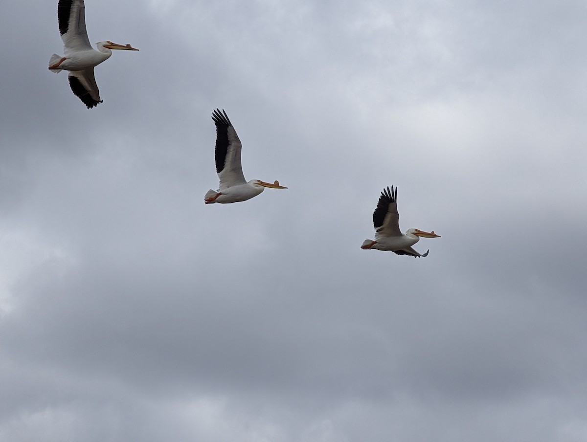 American White Pelican - ML633815178